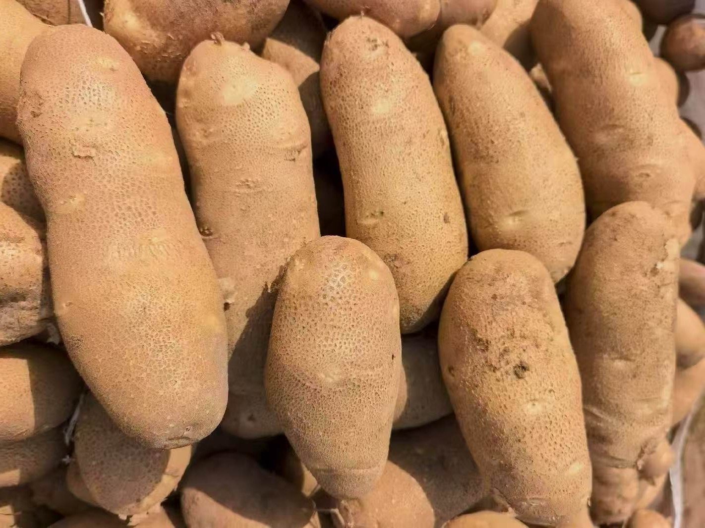 Large elongated potatoes selected for French fry processing